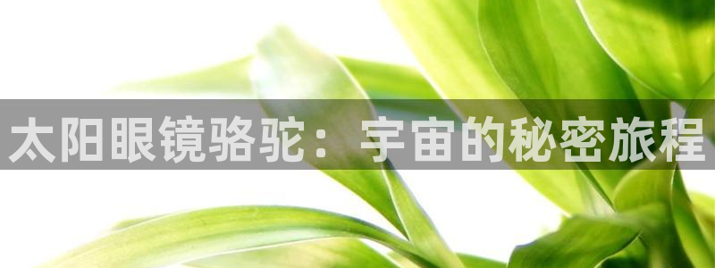 新宝5 代理