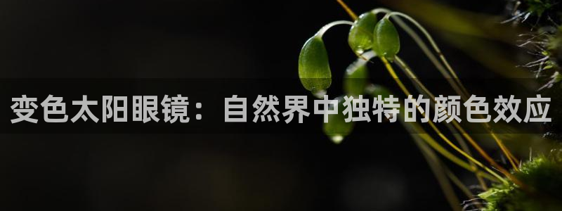 新宝5app手机下载